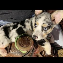 American Corgi, Miniature Australian Shepherd, and Pembroke Welsh Corgi Puppies from Rafter C Aussies & Corgis