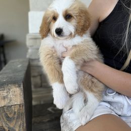 Easton - Red male Bernedoodle puppy in Spanish Fork, Utah from K Brand Doodles