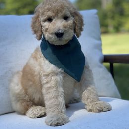 Poodle Puppies from Sunset Standard Poodles