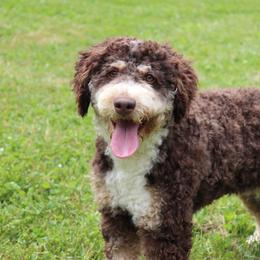 Coca (GUARDIAN HOME) - Tri-color female Bernedoodle puppy in Burleson, Texas from Kendall’s Kennel