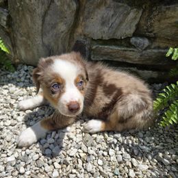 Bo-Peep - Red merle female Australian Shepherd puppy in Peach Bottom, Pennsylvania from Arcadia Australian Shepherds