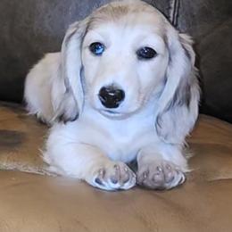 Dachshund Puppies from Destiny's Dachshunds