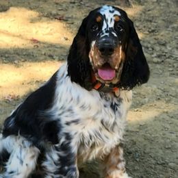 Milo - English Springer Spaniel