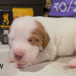 Snow - White and orange female Brittany puppy in Stillwater, Oklahoma from Kennel de Fowler