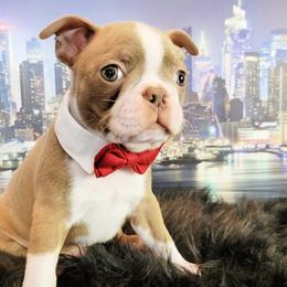 Boston Terrier Puppies from Our Gang Bostons