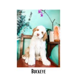 Australian Labradoodle Puppies from Novalie Australian Labradoodles