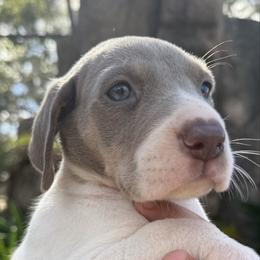 Rhaynera - Silver female Great Dane puppy in Florida from Beachside Kennels