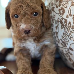 Ice. Man - Cream male Goldendoodle puppy in Yuciapa, California from AlltheDoodlez_
