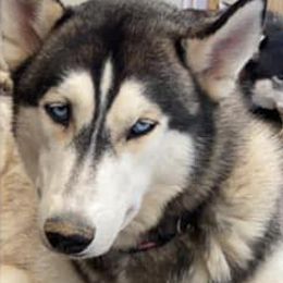 Siberian Huskies from Husky eNVy