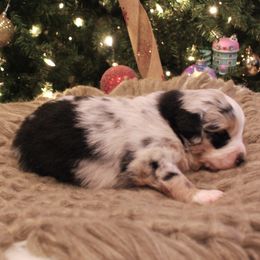 Carley - Blue merle female Miniature American Shepherd puppy in Springfield, Missouri from 3 Barrels Farms, LLC