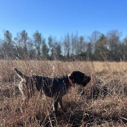 German Wirehaired Pointers from Cypress Ridge GWP