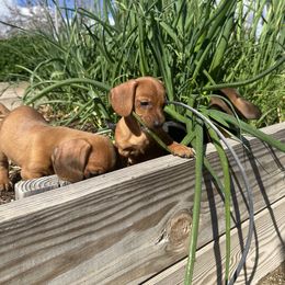 Dachshund Puppies from Harrison Farm