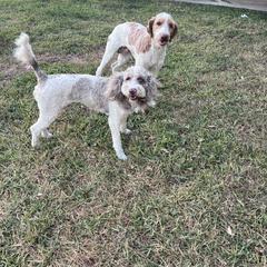 Double Doodle puppies from The Scott’s Dood Ranch