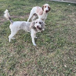 Double Doodle puppies from The Scott’s Dood Ranch