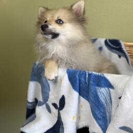 Pomeranian and Pomsky Puppies from Cherrywell Carnivora