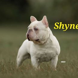Shyne - French Bulldog