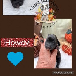 Howdy - Chocolate male Dachshund puppy in Hockley, Texas from Shans Down Home Doxies