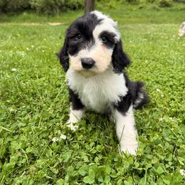 Red - Black and white female Sheepadoodle puppy in Prairie Du Chien, Wisconsin from Hicklin Hollow Ranch