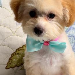 Pete - Apricot male Maltipoo puppy in Bakersfield, California from Silvia's Maltipoos