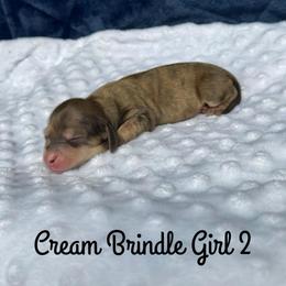 Cream Brindle Girl 2 - Cream female Dachshund puppy in Pauls Valley, Oklahoma from Simply Happy Dachshunds