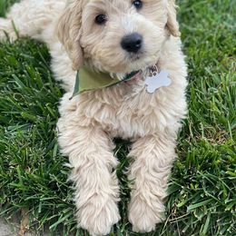 Bernedoodle and Goldendoodle Puppies from It’s A Puppy Thing