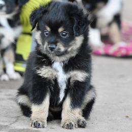 Bode - Black tri male Miniature Australian Shepherd puppy in Wichita Falls, Texas from Shooting Stars Ranch Toy and Mini Aussies