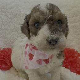 Franklin-Red and White Party - Parti male Poodle puppy in Canfield, Ohio from Poo's Doo's & Inu's