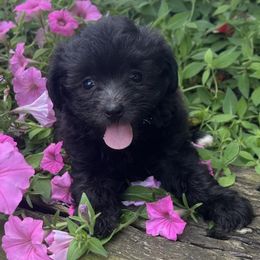Ruthie - Black female Maltipoo puppy in Lebanon, Kentucky from Mosaic Merle Doodles