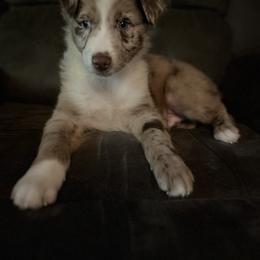 Australian Shepherd Puppies from Blue Creek Aussies