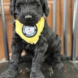 Miss Yellow - Black female Australian Labradoodle puppy in Wake Forest, North Carolina from Lucky Country Labradoodles