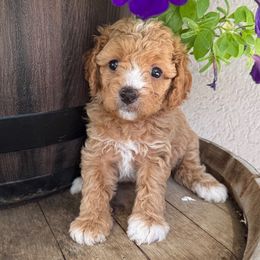 Begonia - Hot Pink Collar - Red female Cavapoo puppy in South Jordan, Utah from Simply Sweet Paws. LLC