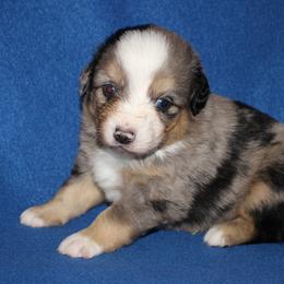 Tup - Blue merle male Miniature American Shepherd puppy in Hillsdale, Michigan from Faithwalk Aussies and Mini American Shepherds