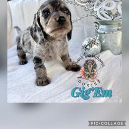 Gig'Em - Dapple male Dachshund puppy in Hockley, Texas from Shans Down Home Doxies