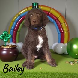 Bailey - Phantom male Poodle puppy in Port Orange, Florida from Daytona’s Standard Poodles