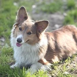 Freya - Pembroke Welsh Corgi