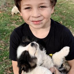 Aussiedoodle and Australian Shepherd Puppies from Dollface Aussies