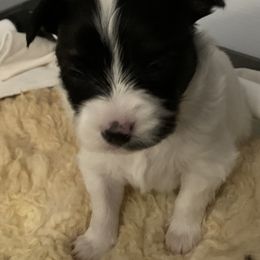 Papillon Puppies from Azure Papillons