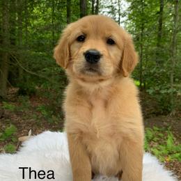 Thea - Golden female Golden Retriever puppy in New Ringgold, Pennsylvania from Hawk Mountain Doodles