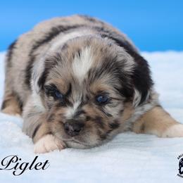 Piglet - Blue merle male Miniature Australian Shepherd puppy in Weeki Wachee, Florida from Arlington's Mini Aussies