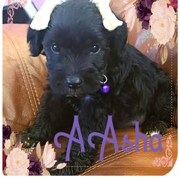 Miniature Schnauzer Puppies from Amaya Lara Schnauzers