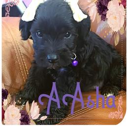 Miniature Schnauzer Puppies from Amaya Lara Schnauzers