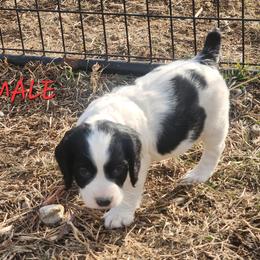 No name yet - Black and white male English Springer Spaniel puppy in Craig, Nebraska from Fur & Feathers Kennel