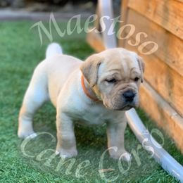 Cane Corso Puppies from Maestoso Cane Corso