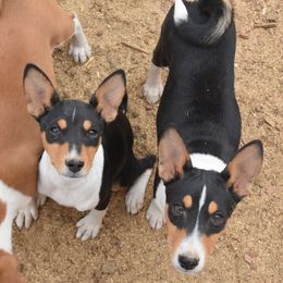 Basenji Puppies from Wild West Basenjis