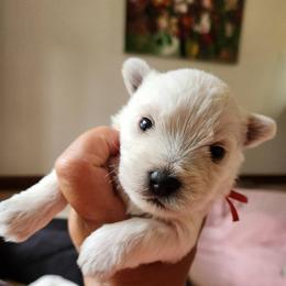Red - White male West Highland White Terrier puppy in Vermilion, Ohio from Snowy Mountain West Highland White Terriers