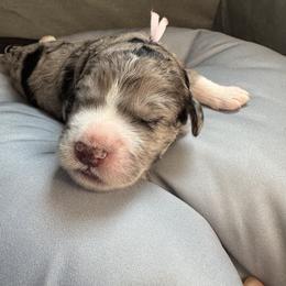 Bernedoodle, Cockapoo, and Goldendoodle Puppies from Avery Doodle Day LLC