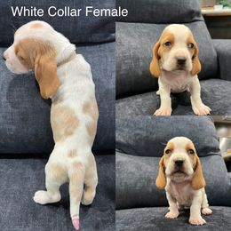 Basset Hound Puppies from Terry Farms