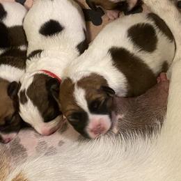 Golden Retriever and Jack Russell Terrier Puppies from Shelby Burleson's Golden Retrievers and Jack Russell Terriers