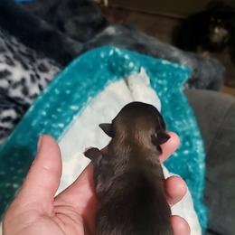 Girl 5 - Orange sable female Pomeranian puppy in Tulsa County, Oklahoma from CP Kennels