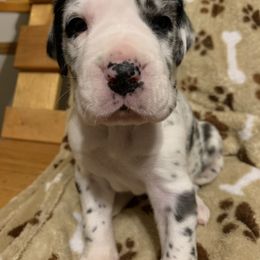 Great Dane Puppies from Cook’s Gentle Giants